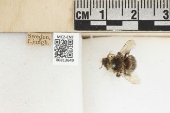 Media type: image;   Entomology 813649 Aspect: labels